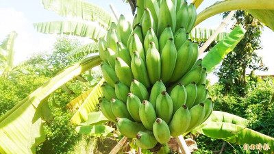 國產香蕉分3類  農糧署：「它」清甜微酸、口感Q