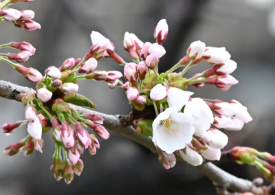 日本櫻花開花預測出爐！民間氣象公司：東京3/21搶先開花