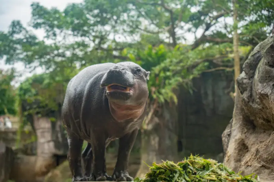 再見了Thabo！台北動物園侏儒河馬不幸離世　疑適應壓力健康惡化